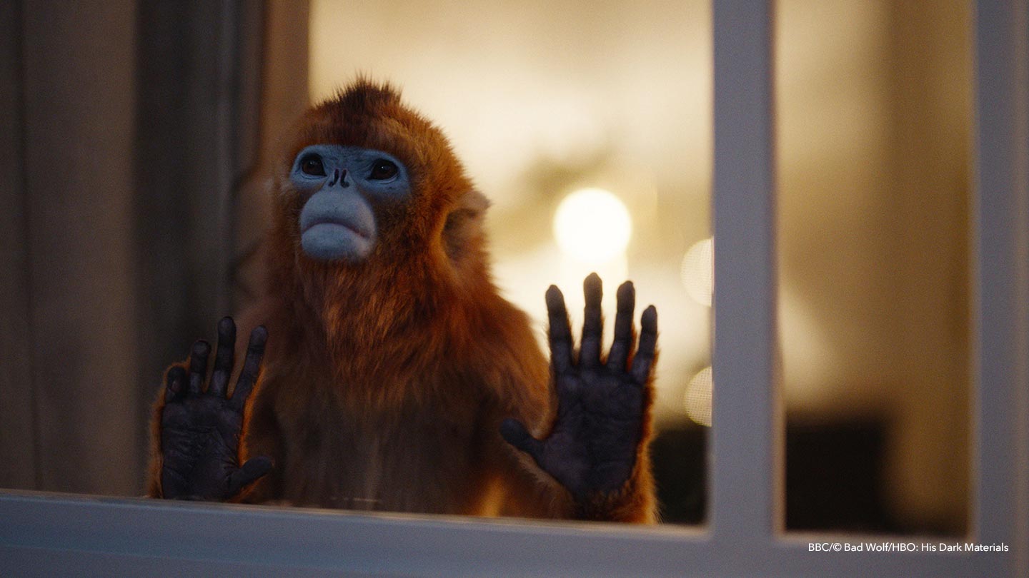 Golden Monkey at Window