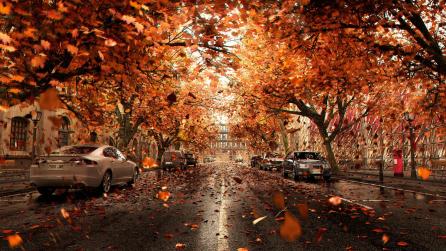 Ryan Wai Kin Lam orange leaves and cars