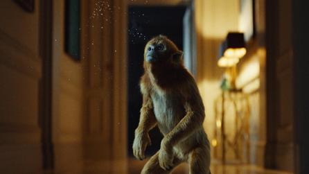 His Dark Materials Golden Monkey